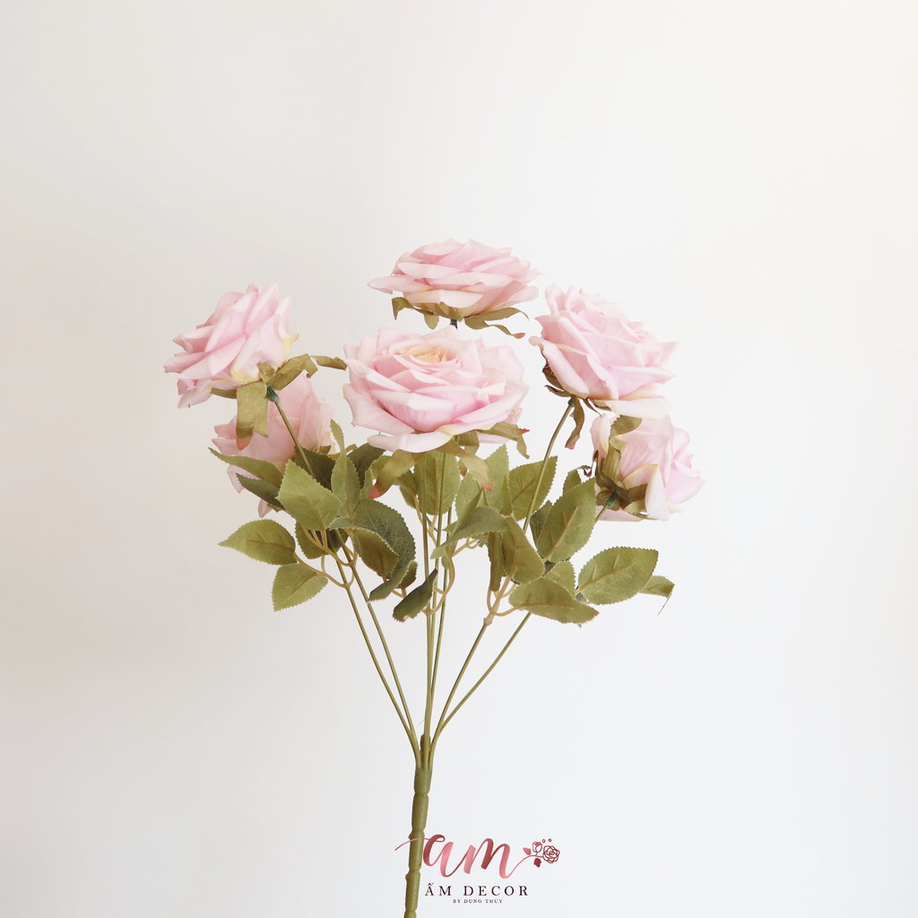 CHÙM HỒNG CÁNH NHỌN NỞ ( Hồng Phấn )