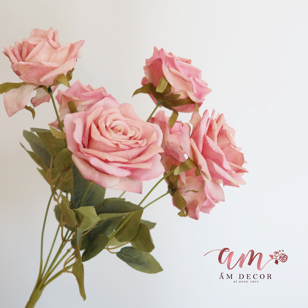 ZCHÙM HỒNG CÁNH NHỌN NỞ ( Hồng Đậm )