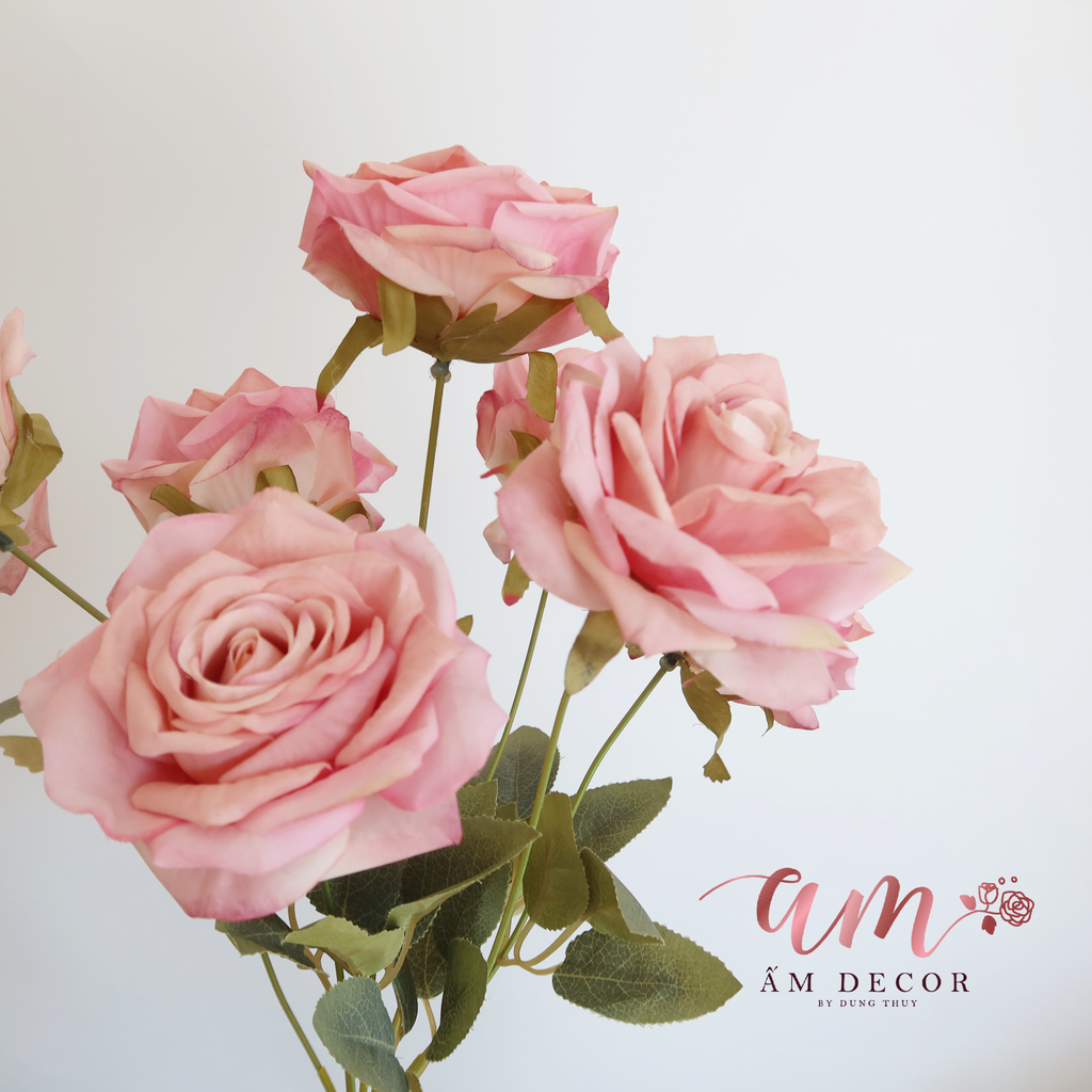 ZCHÙM HỒNG CÁNH NHỌN NỞ ( Hồng Đậm )