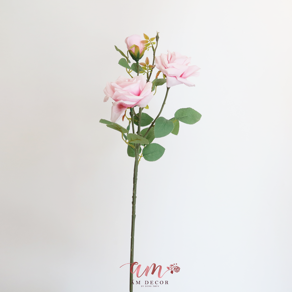CÀNH HỒNG NỞ
