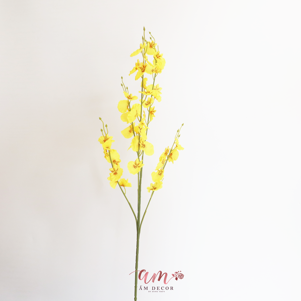 HOA VŨ NỮ MỚI