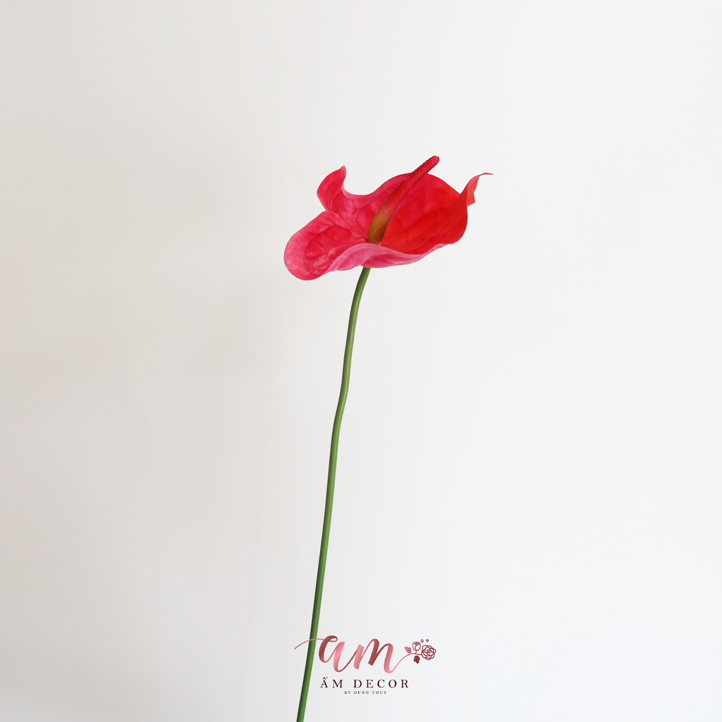 HỒNG MÔN DÁNG NHỌN