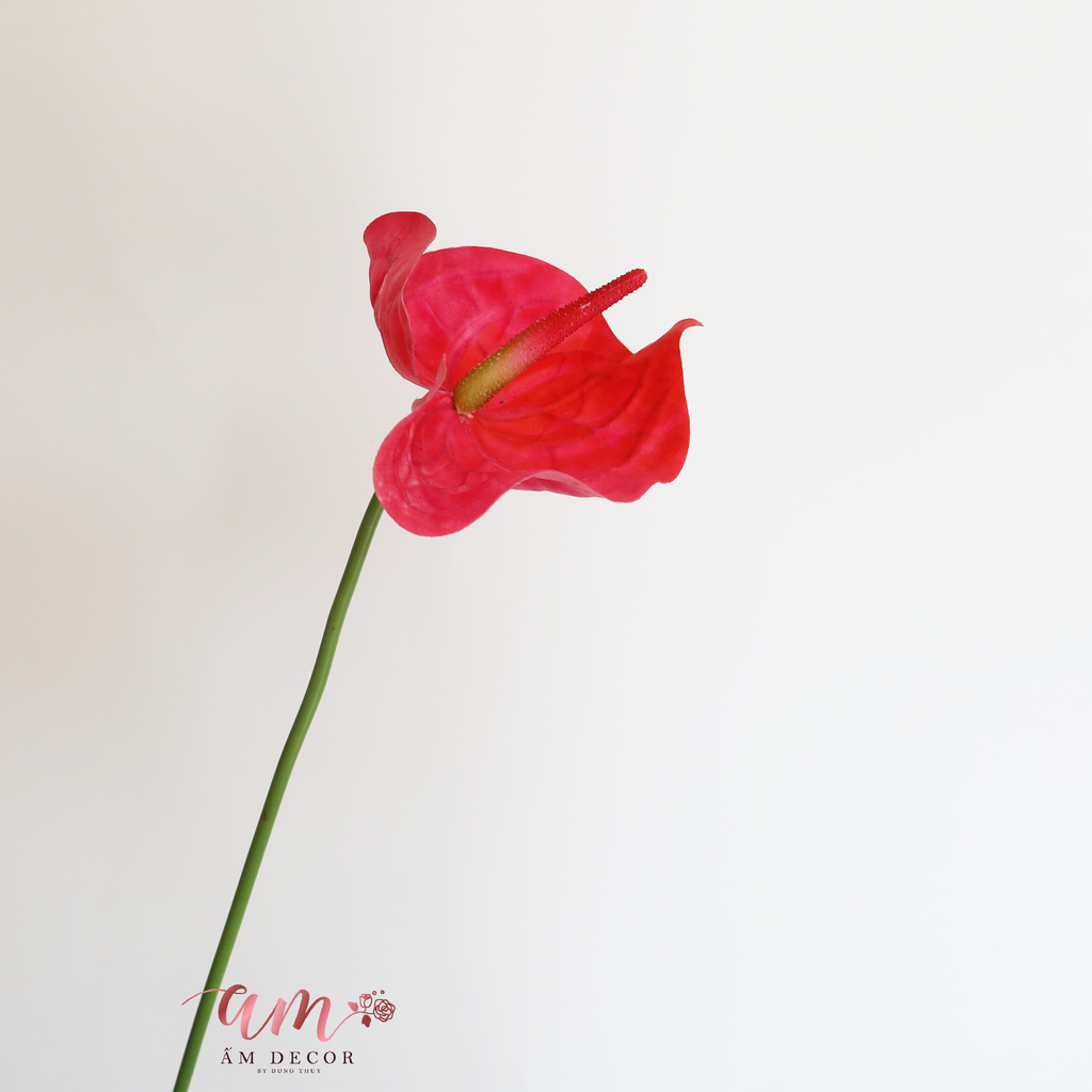 HỒNG MÔN DÁNG NHỌN