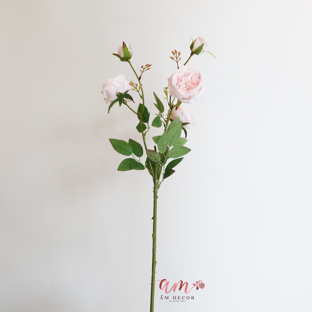 DAVID AUSTIN 2025 (Hồng)