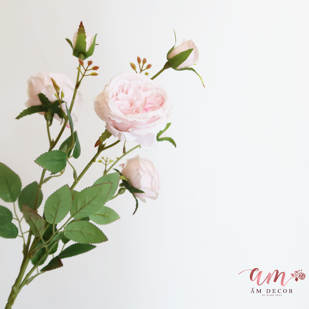 DAVID AUSTIN 2025 (Hồng)