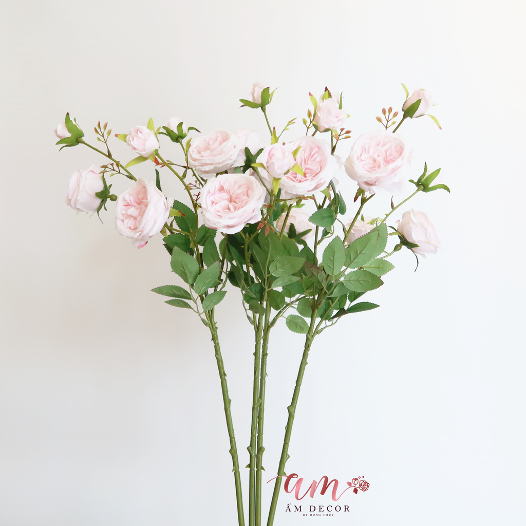 DAVID AUSTIN 2025 (Hồng)