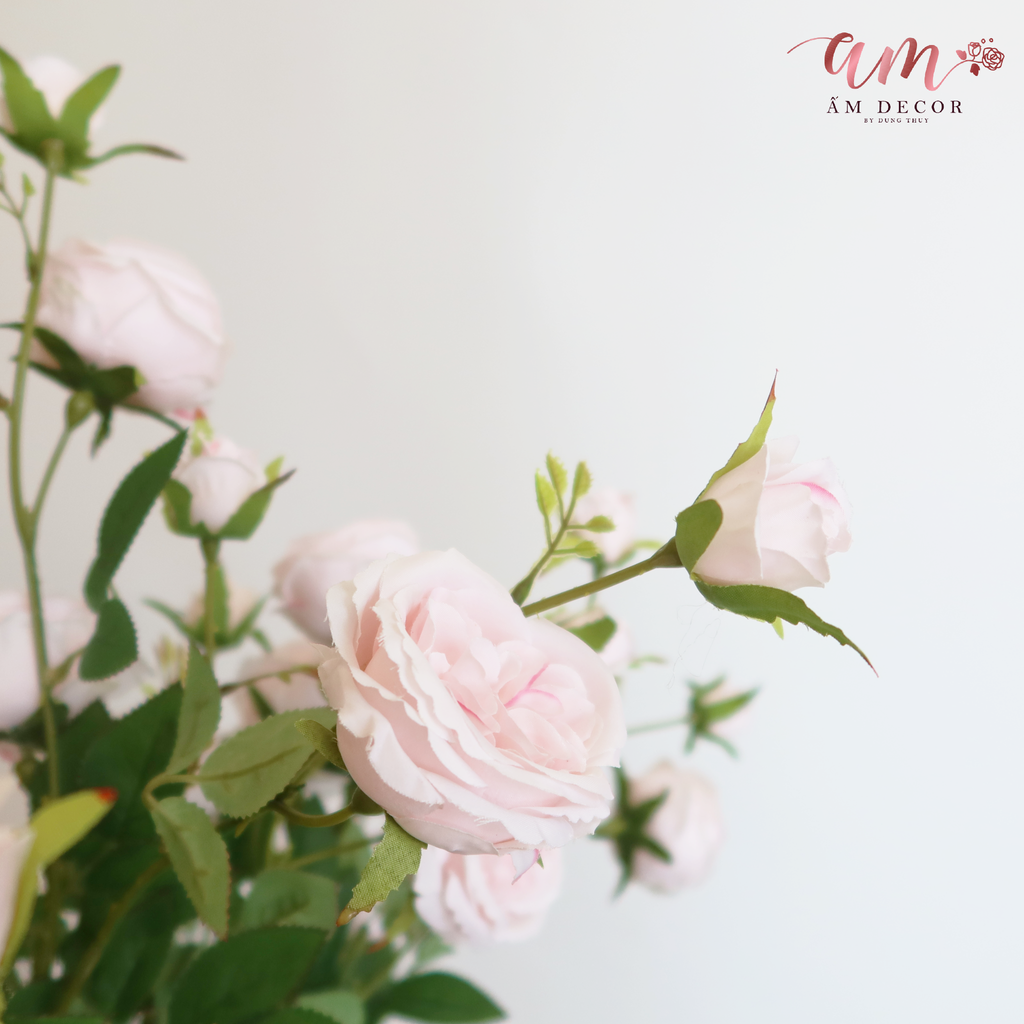 DAVID AUSTIN 2025 (Hồng)