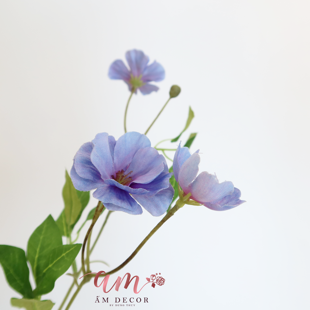 HOA CÁNH BƯỚM SƯƠNG ( XANH ÁNH TÍM )