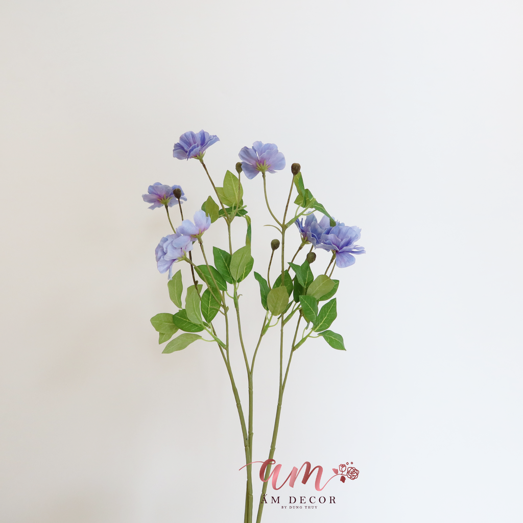 HOA CÁNH BƯỚM SƯƠNG ( XANH ÁNH TÍM )