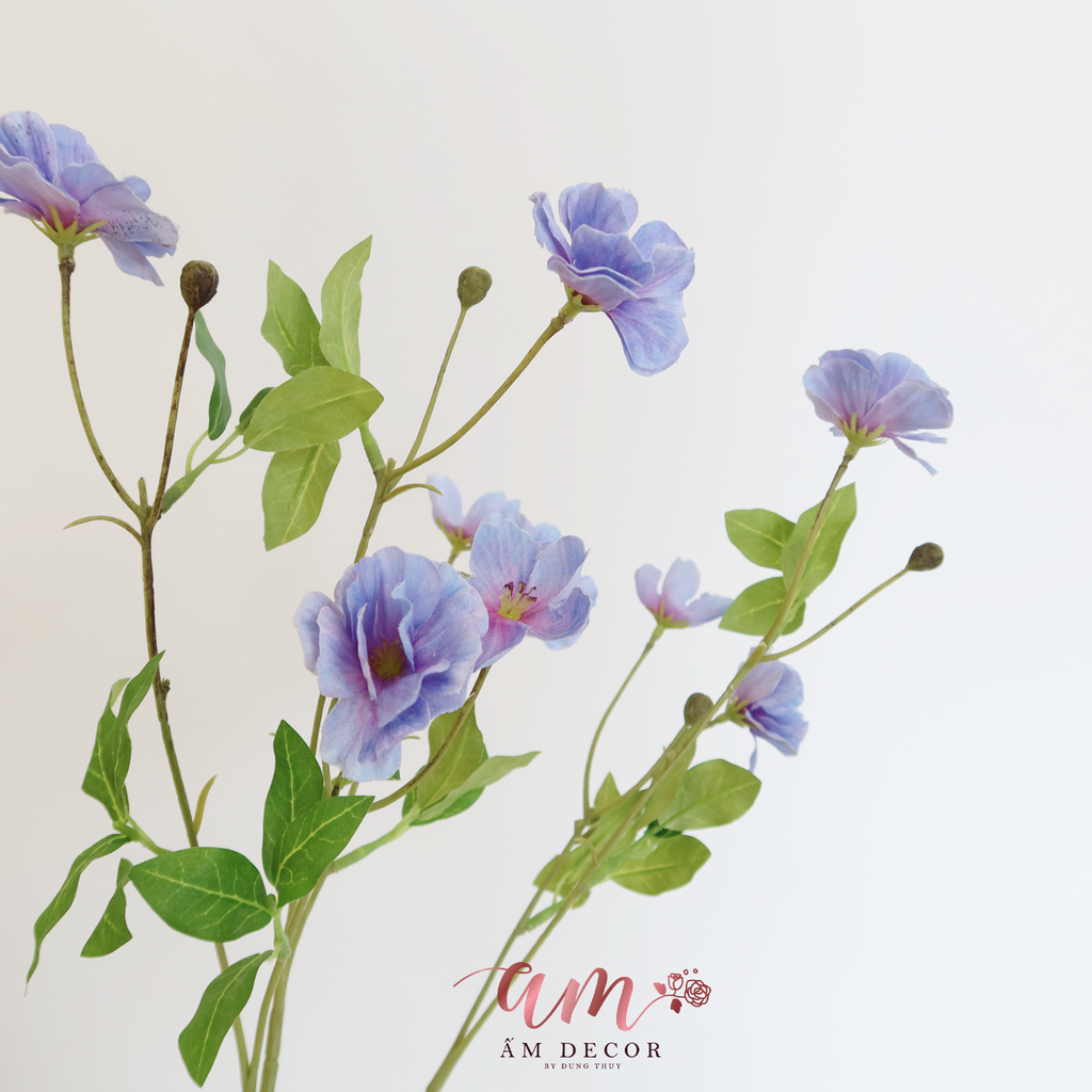 HOA CÁNH BƯỚM SƯƠNG ( XANH ÁNH TÍM )