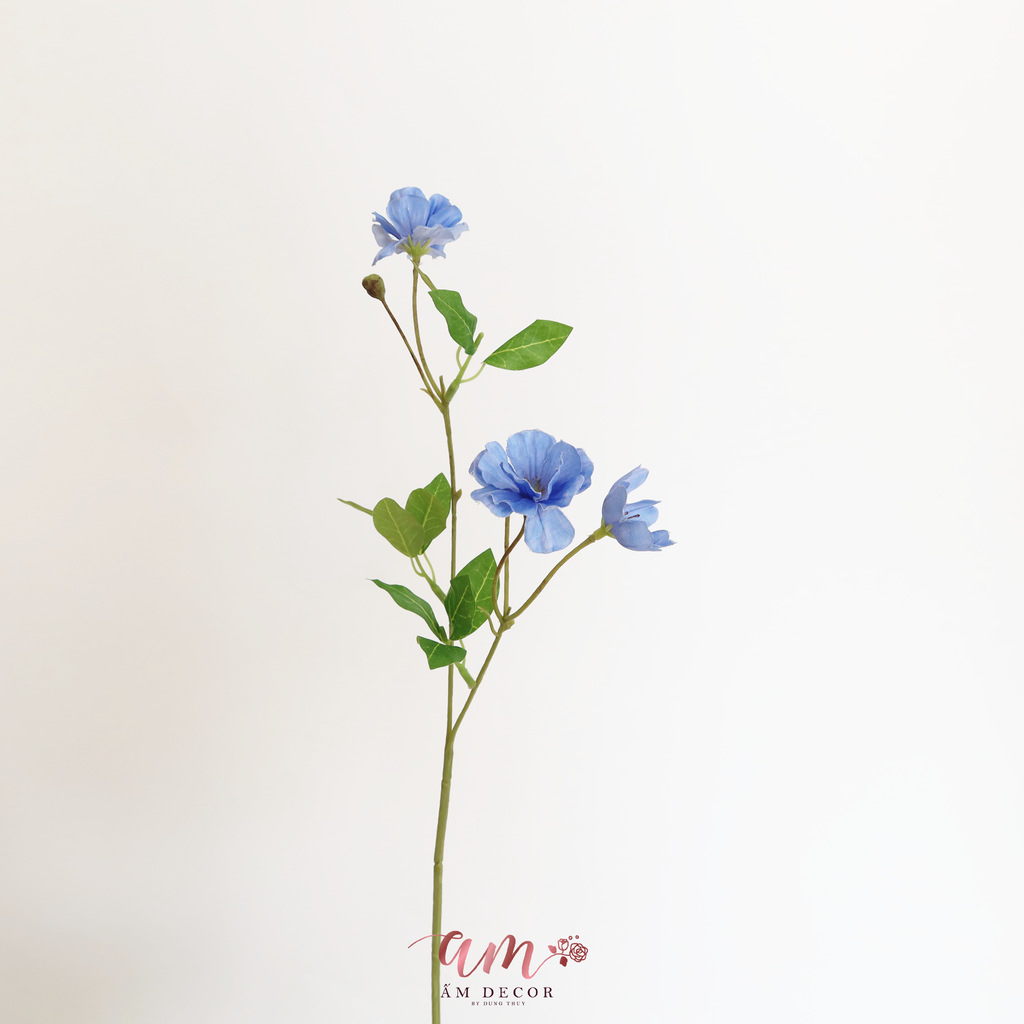 HOA CÁNH BƯỚM SƯƠNG ( XANH DƯƠNG )