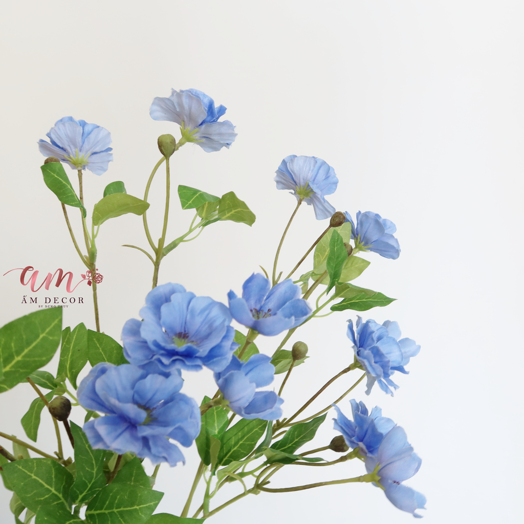 HOA CÁNH BƯỚM SƯƠNG ( XANH DƯƠNG )