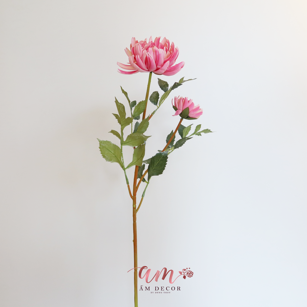 CÚC ĐẠI ĐÓA (Hồng)
