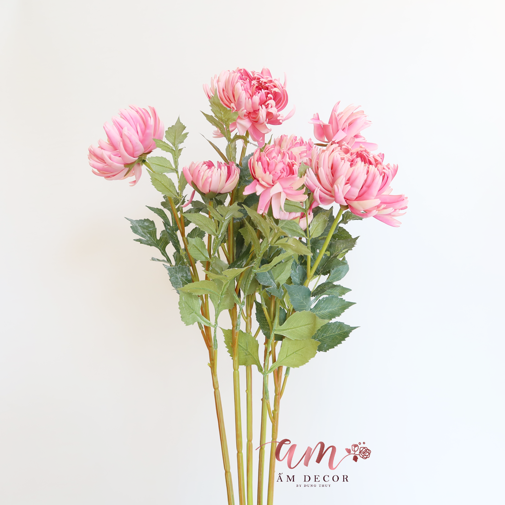 CÚC ĐẠI ĐÓA (Hồng)