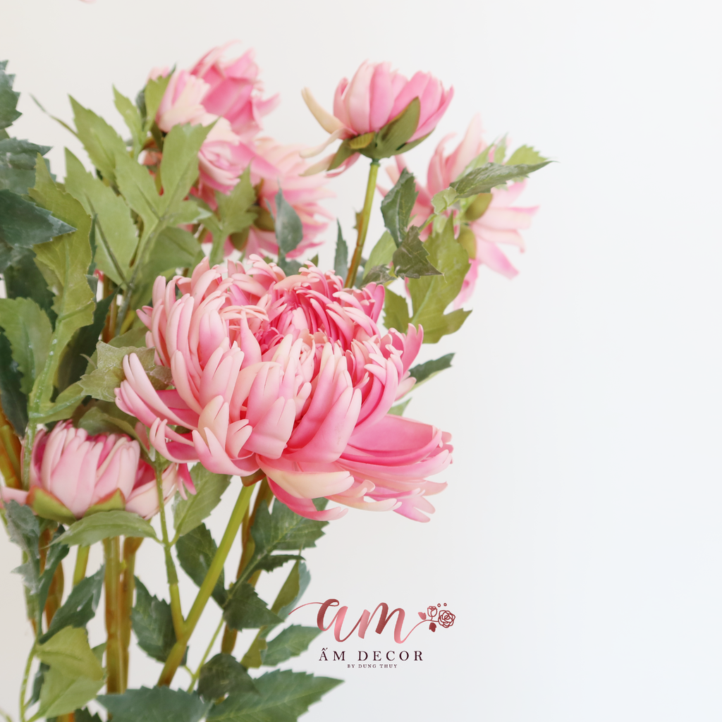 CÚC ĐẠI ĐÓA (Hồng)