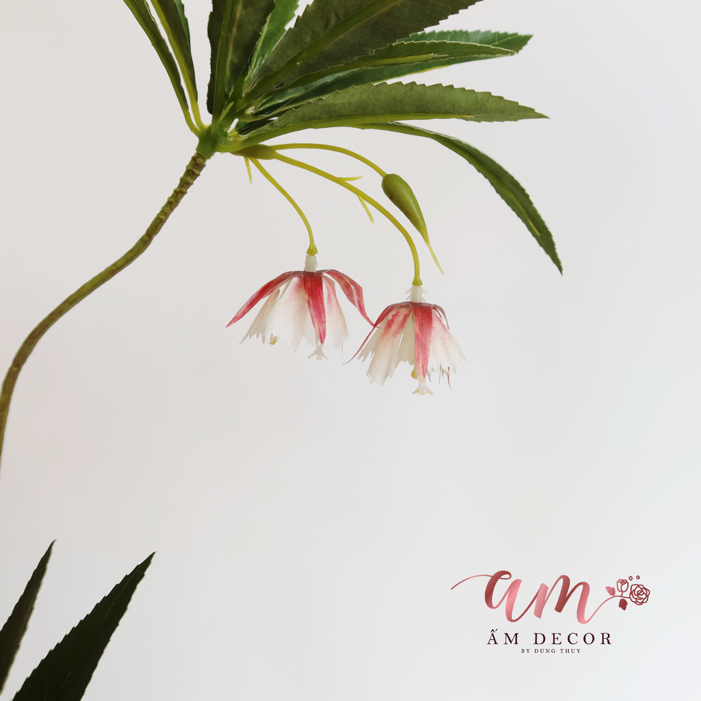 CÀNH HOA MUỐNG RŨ XÒE (Hồng)