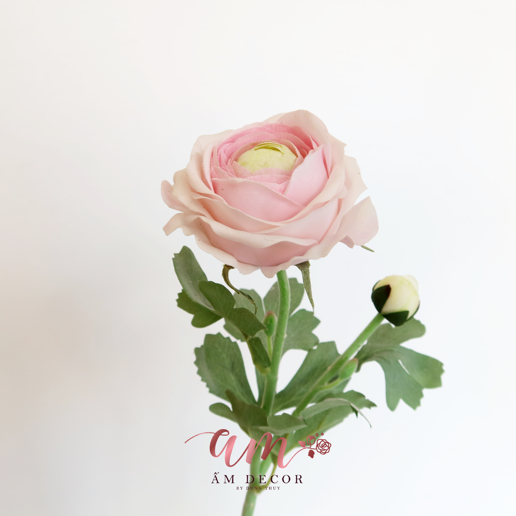 MAO LƯƠNG CÁNH MỀM XỊN (Hồng)