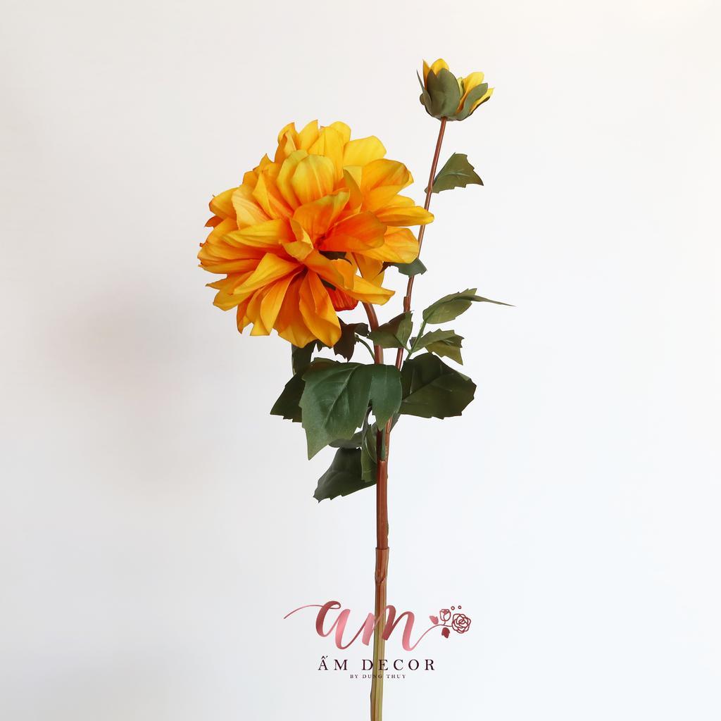 ZTHƯỢC DƯỢC BÔNG NỞ