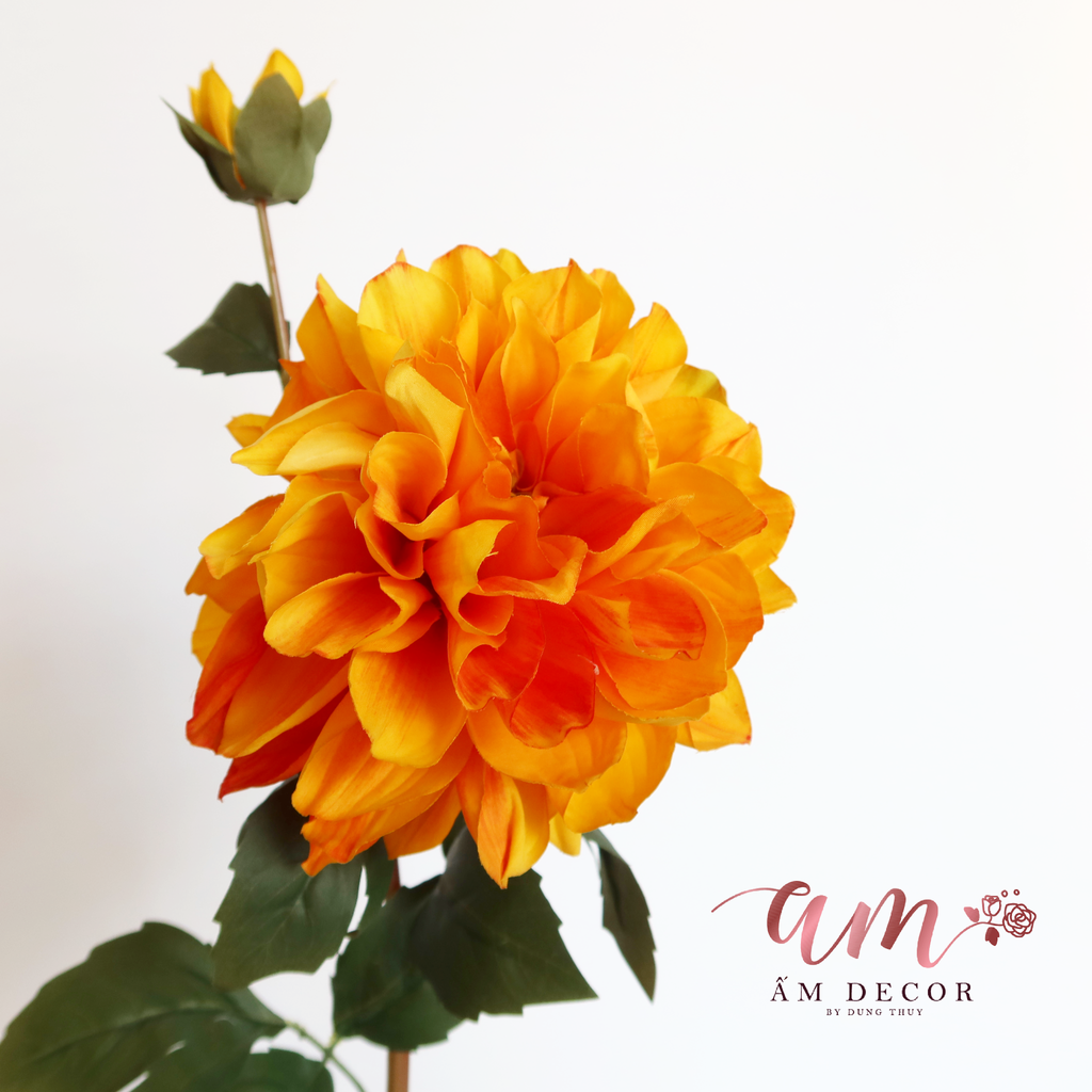 ZTHƯỢC DƯỢC BÔNG NỞ