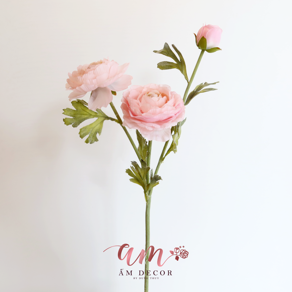 ZHOA TRÀ NHẬT (Hồng)