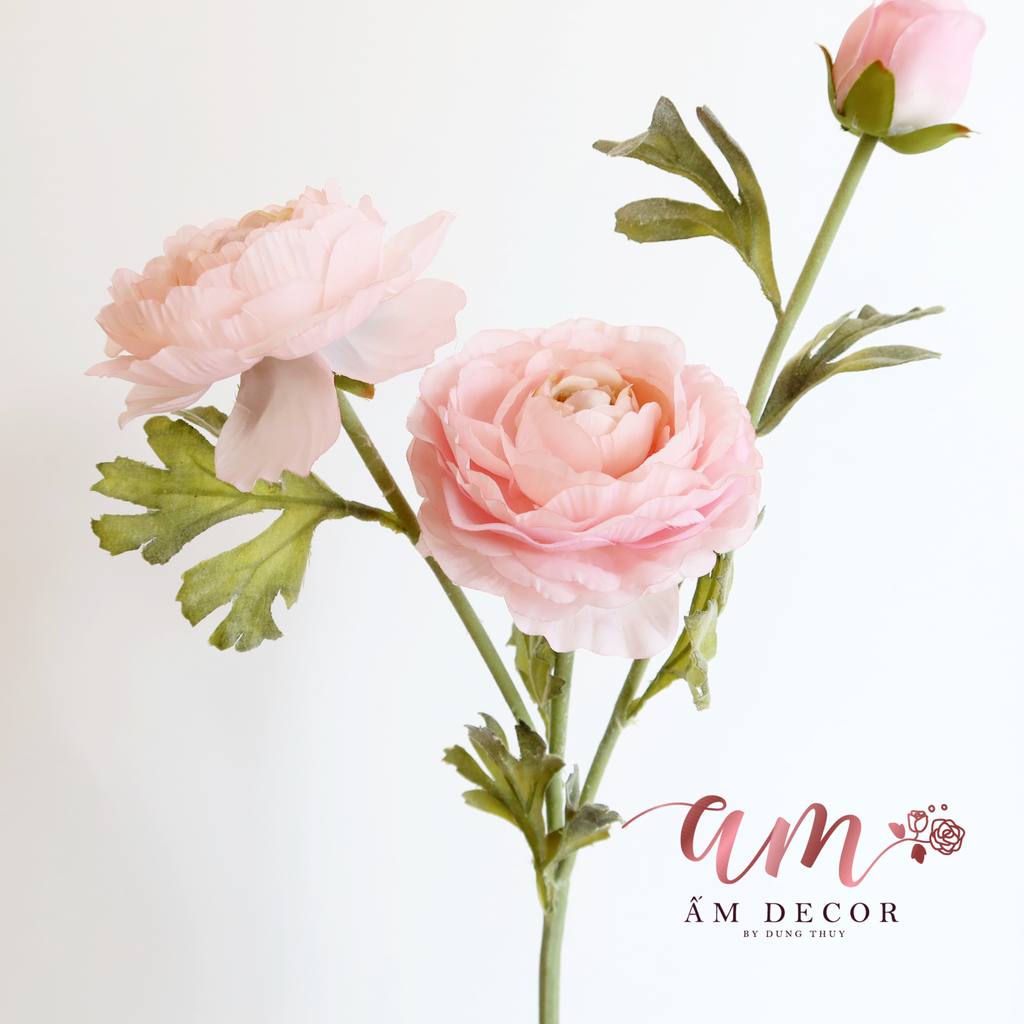 ZHOA TRÀ NHẬT (Hồng)