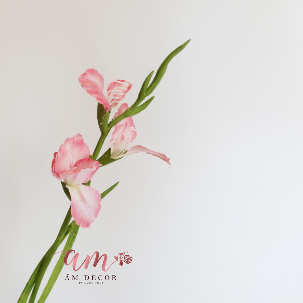 ZHOA LAY ƠN ( HỒNG )