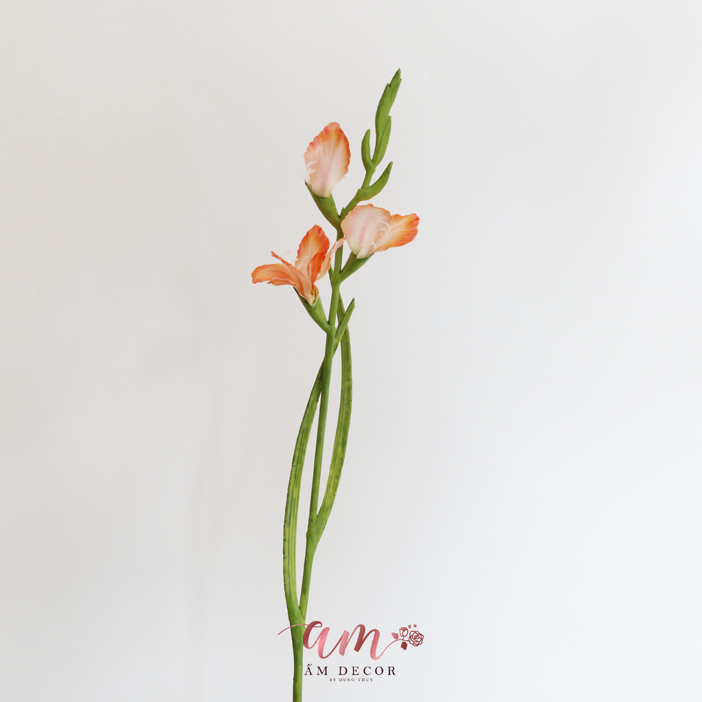 HOA LAY ƠN ( CAM )