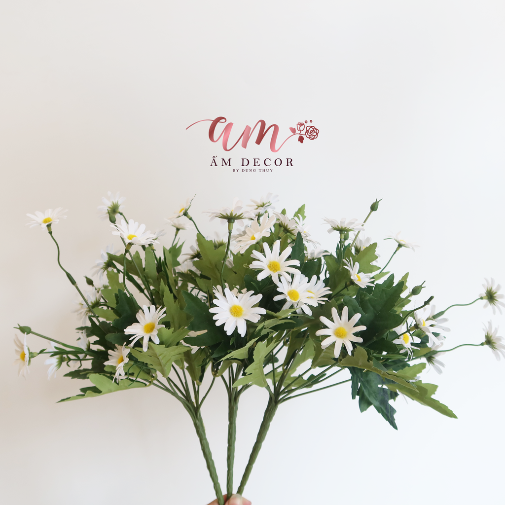 CÚC DAISY