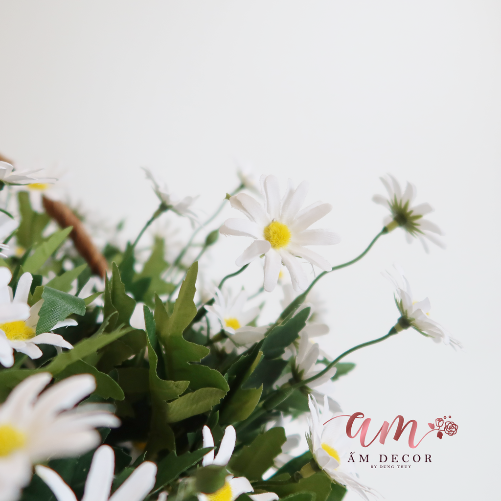 CÚC DAISY