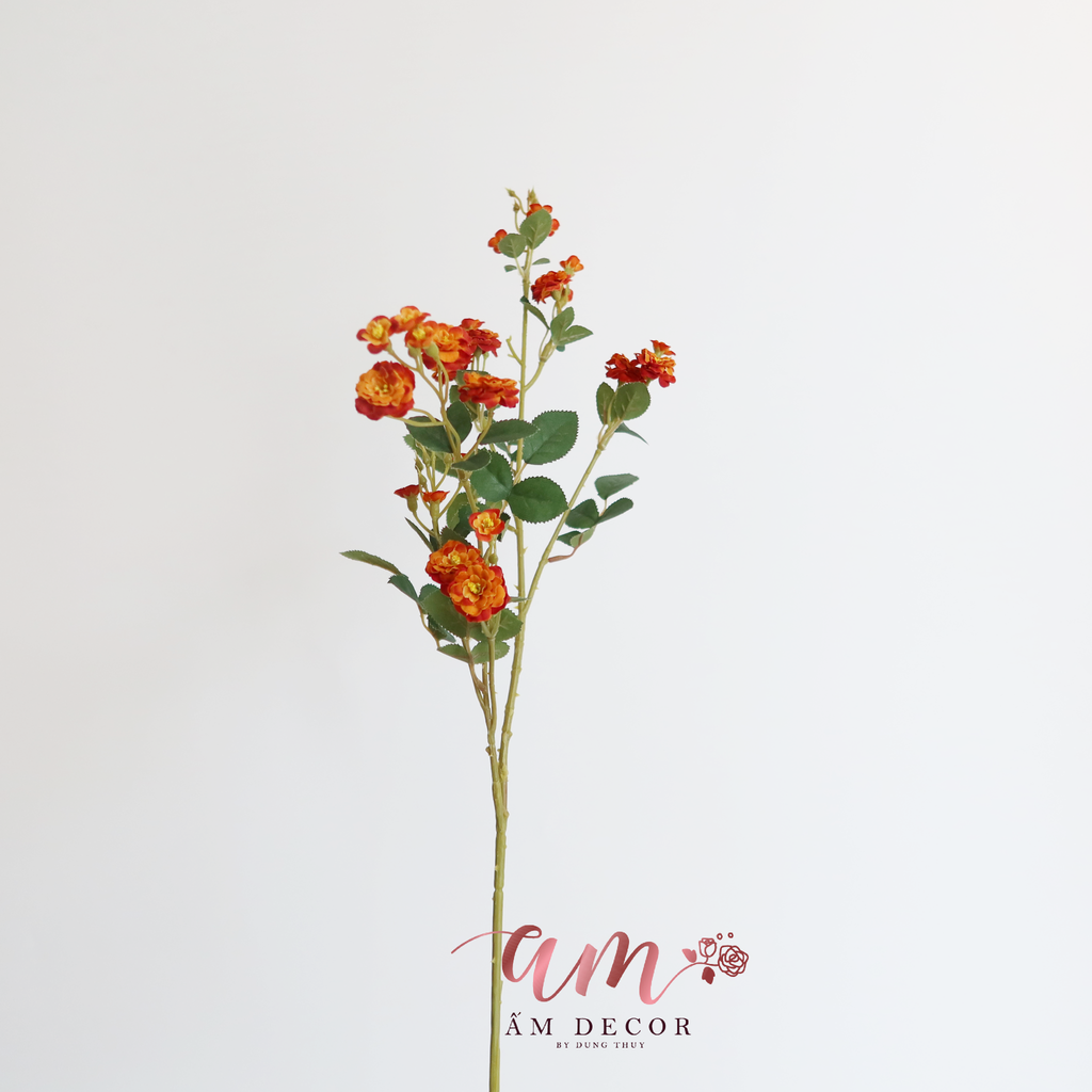 ZNHÀI LEO CÀNH DÀI (Nâu)