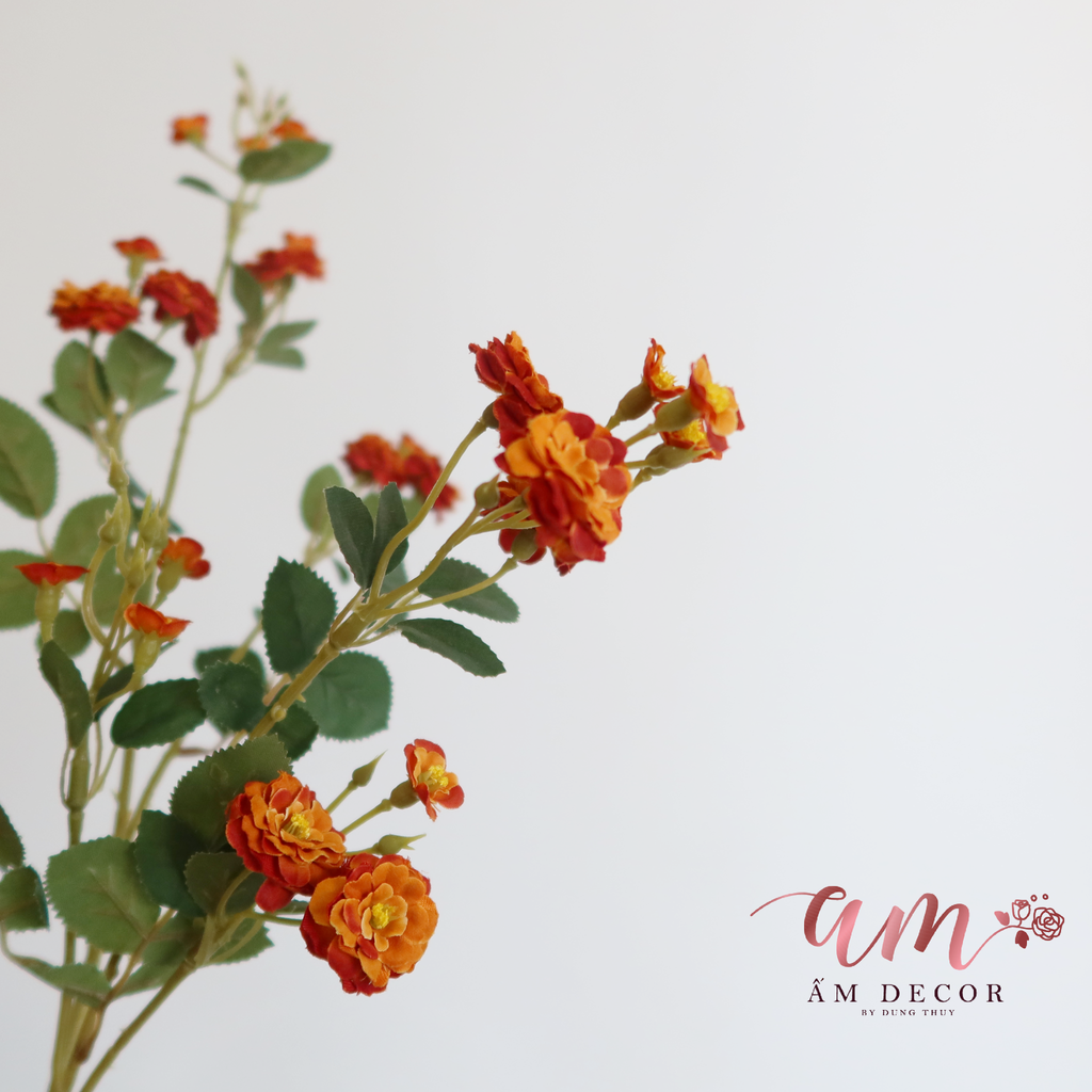 ZNHÀI LEO CÀNH DÀI (Nâu)