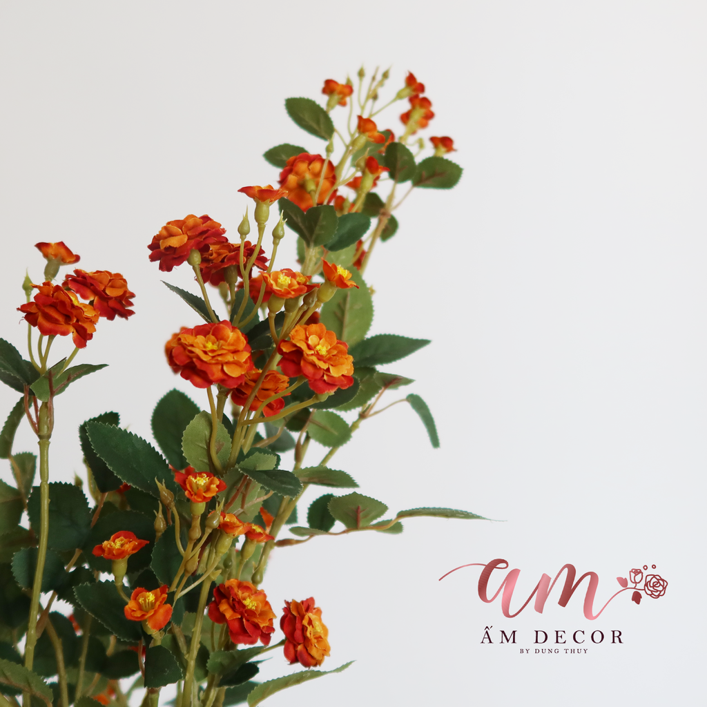 ZNHÀI LEO CÀNH DÀI (Nâu)