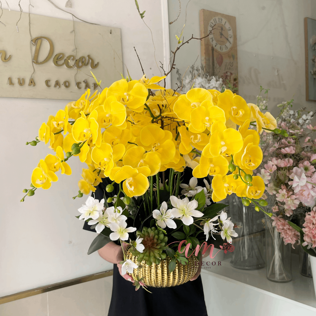 CHẬU HOA LAN HỒ ĐIỆP BỒNG BỀNH