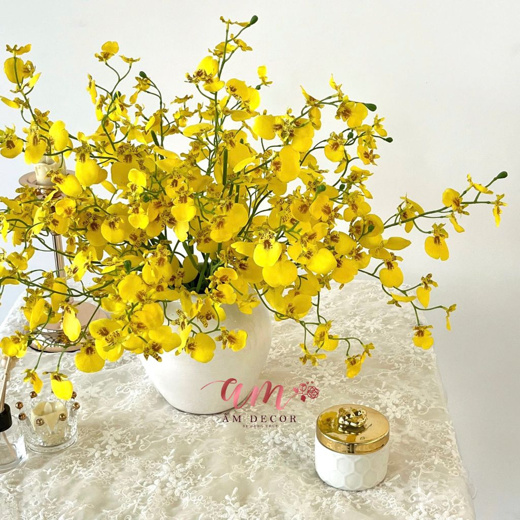 ZCHẬU HOA LAN VŨ NỮ