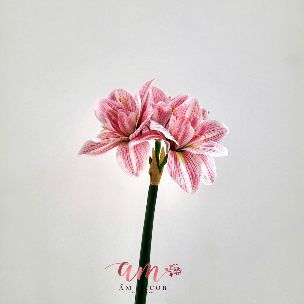 HUỆ TỨ PHƯƠNG (HỒNG)