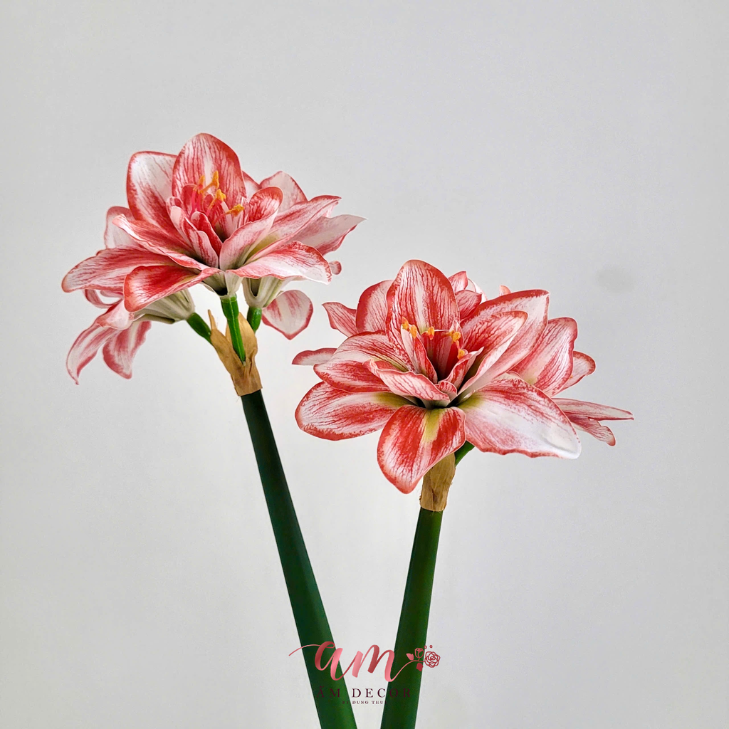 HUỆ TỨ PHƯƠNG (ĐỎ)