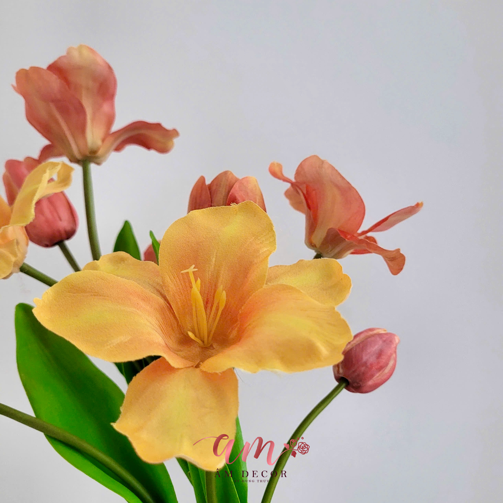 TULIP CHÙM (CAM)
