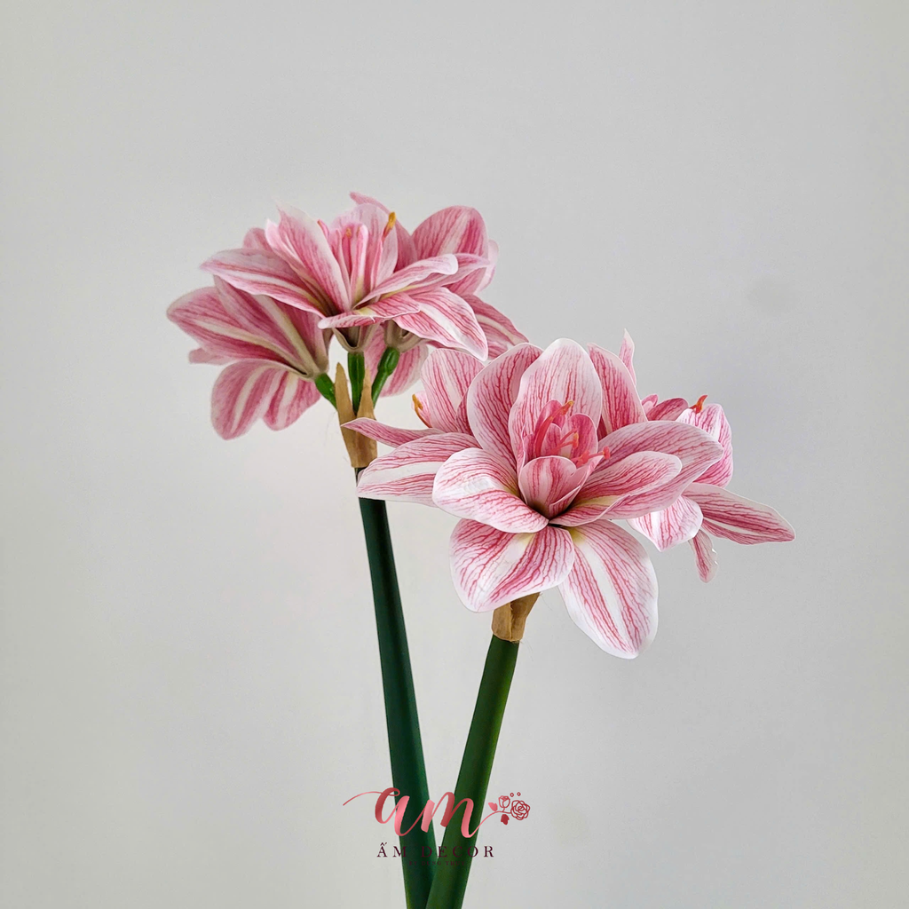 HUỆ TỨ PHƯƠNG (HỒNG)