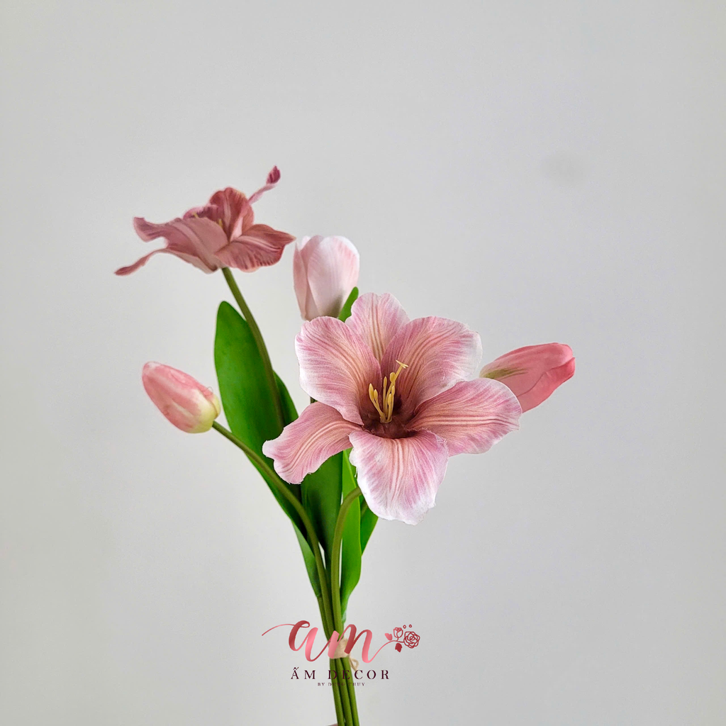 TULIP CHÙM (HỒNG)