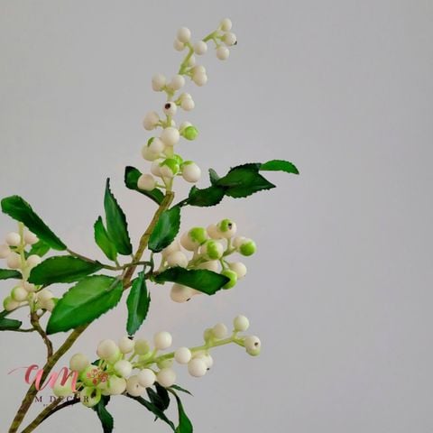  CÀNH TRÁI MỌNG CHUỖI 