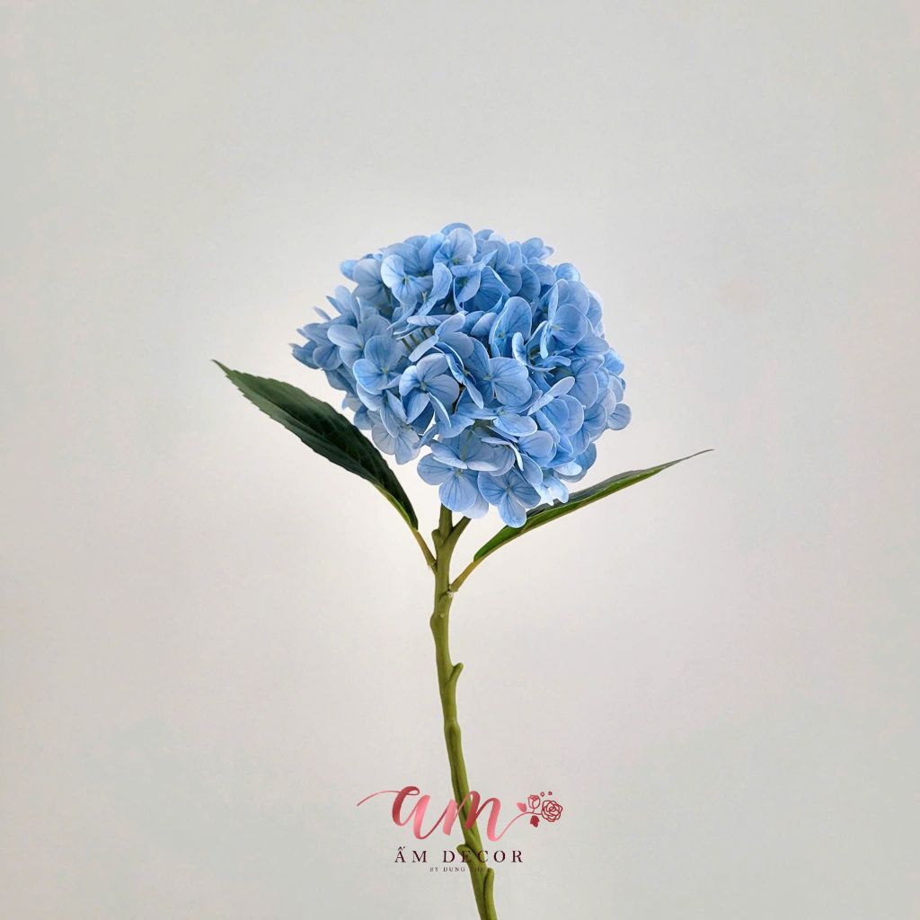 ZCẨM TÚ CẦU MÙA XUÂN