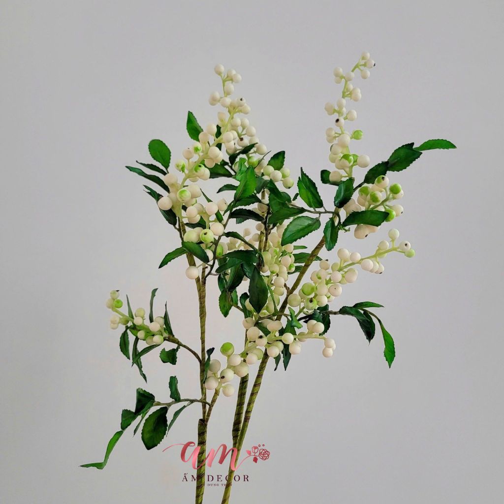 CÀNH TRÁI MỌNG CHUỖI