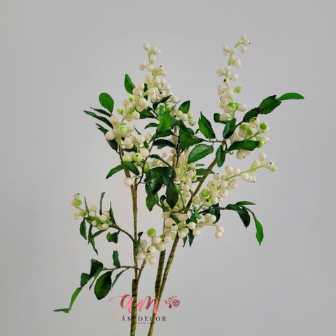  CÀNH TRÁI MỌNG CHUỖI 