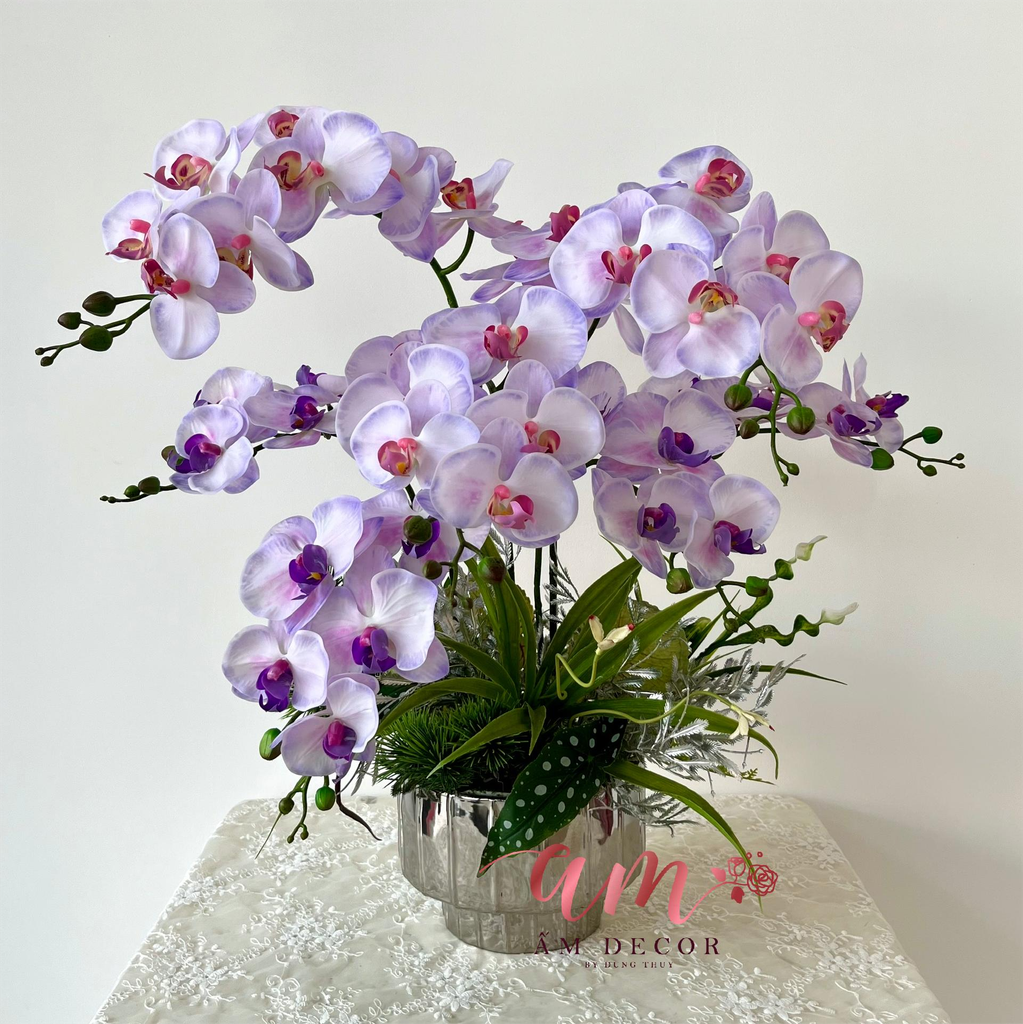 CHẬU LAN HỒ ĐIỆP SẮC HƯƠNG