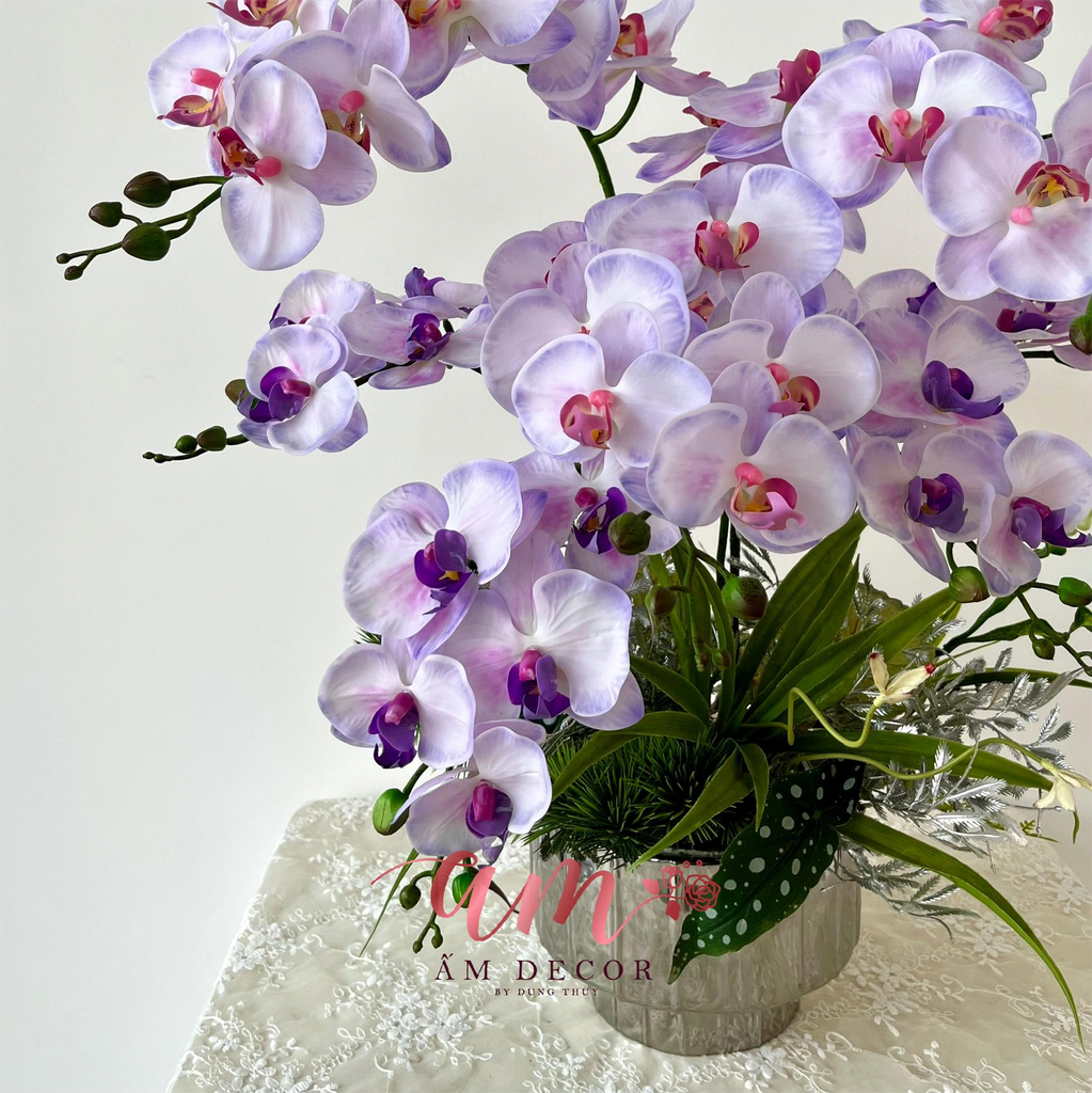 CHẬU LAN HỒ ĐIỆP SẮC HƯƠNG