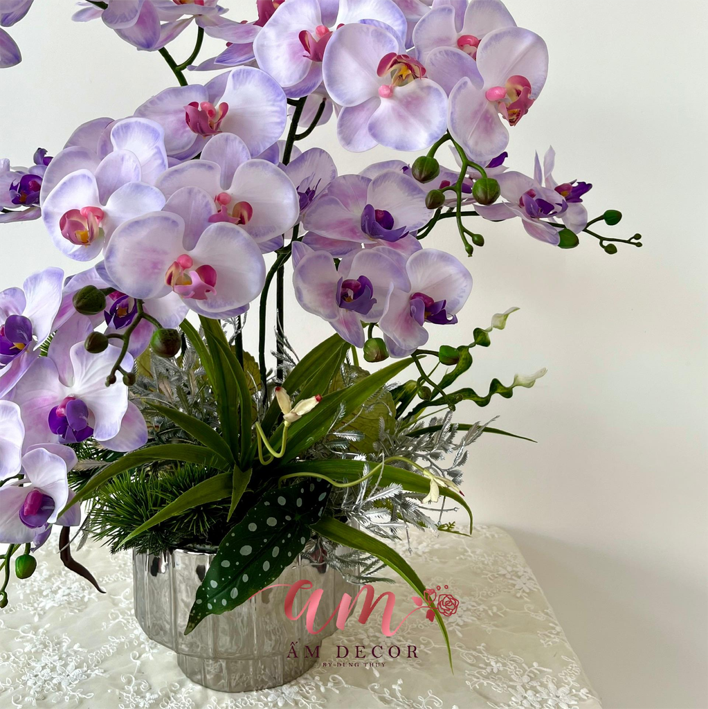 CHẬU LAN HỒ ĐIỆP SẮC HƯƠNG