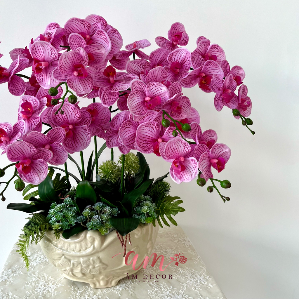 CHẬU LAN HỒ ĐIỆP HỌA SẮC NGUYÊN