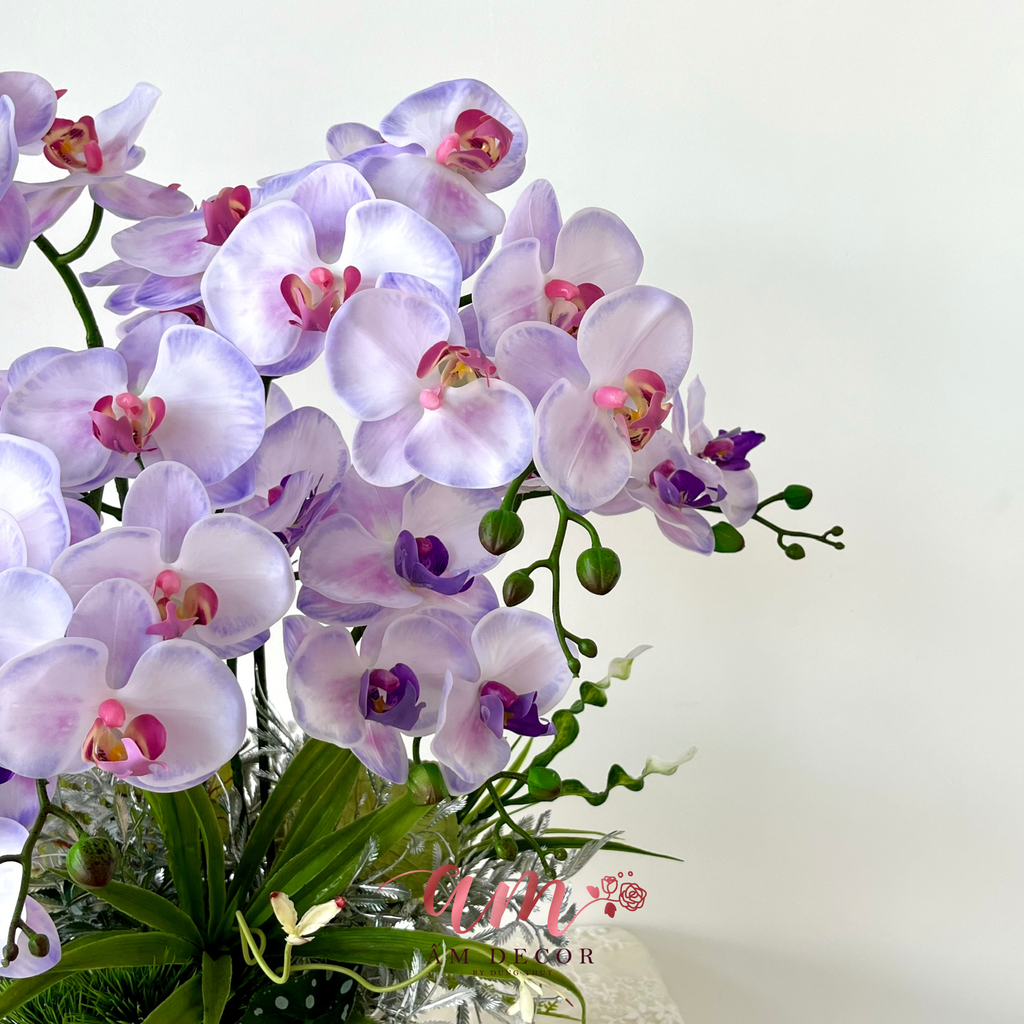 CHẬU LAN HỒ ĐIỆP SẮC HƯƠNG