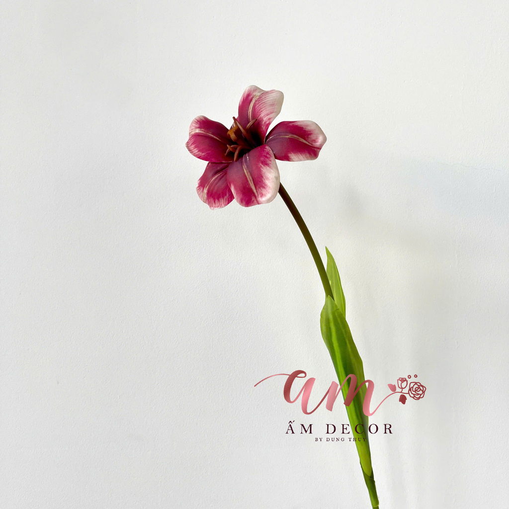 TULIP NỞ VÂN
