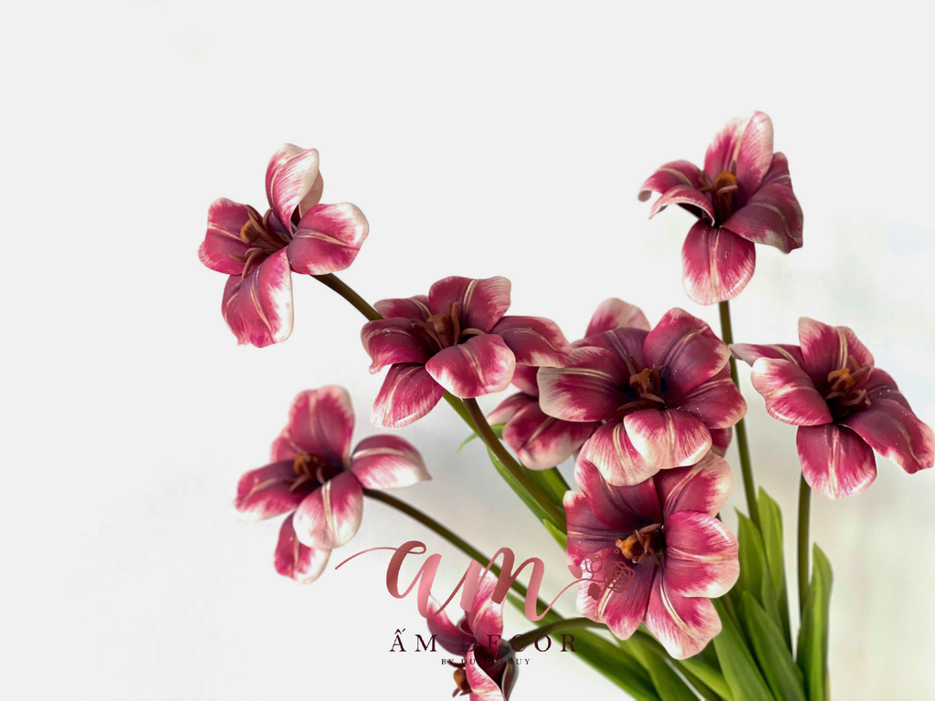 TULIP NỞ VÂN